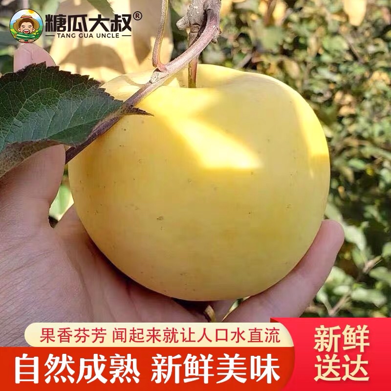 烟台奶油富士苹果4.5/8.5斤新鲜水果黄金糖心自种果园包邮