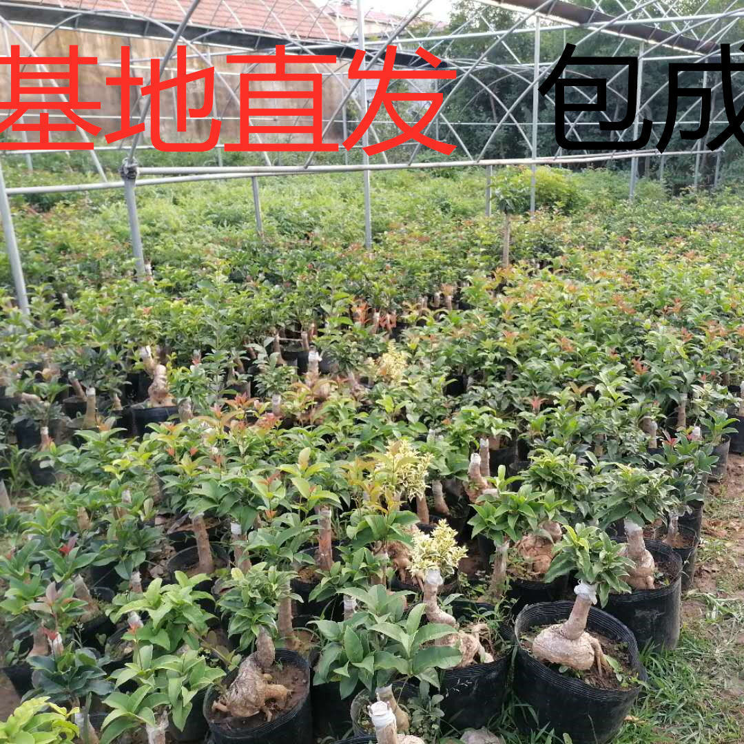 桂花盆景拍天香台阁朱砂桂佛顶珠直播