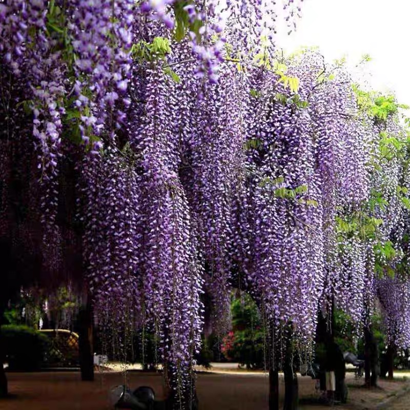 紫藤花苗庭院爬藤植物 盆栽地栽都可以