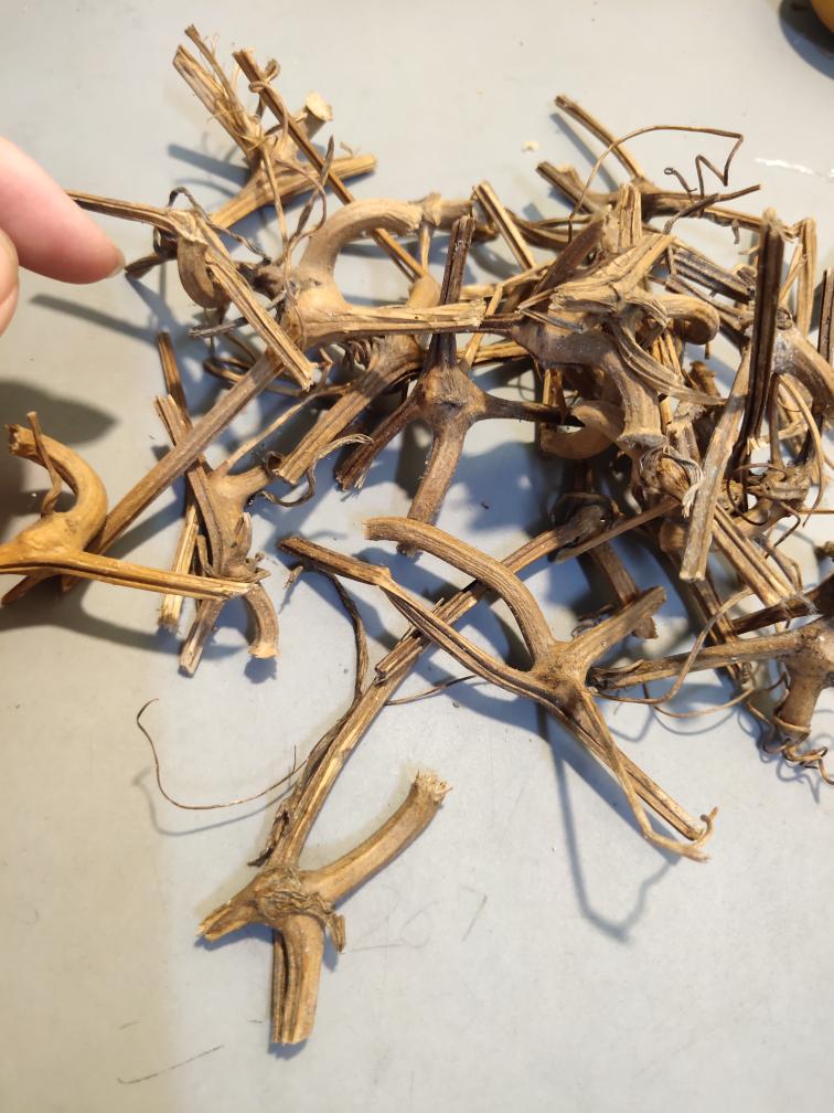 天然小葫芦的龙头10个随机发，无龙头小葫芦手工嫁接