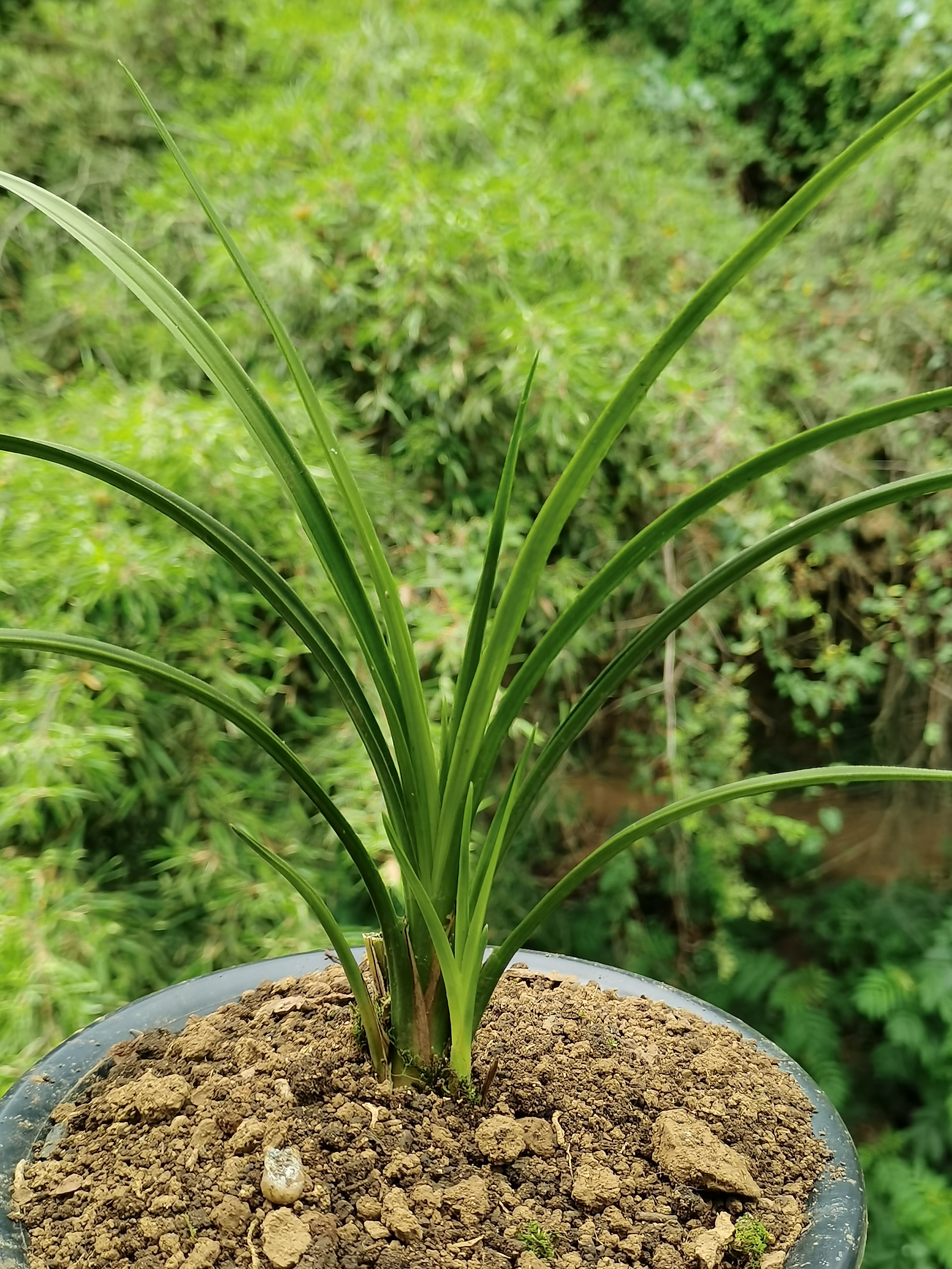 吴玉品兰园，绿植园艺，兰花送春