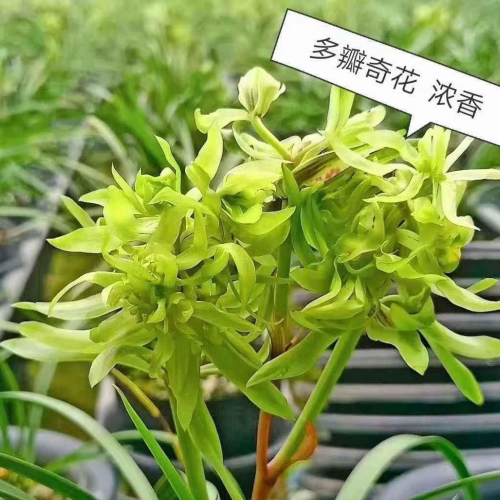 【带花苞出售】花开富贵春兰奇花开花超香室内盆栽花卉绿植 浓香 