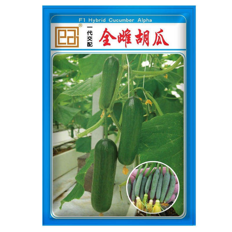 凤鸣雅世夏季小乳瓜四季夏春季秋冬盆栽蔬菜春菜籽黄瓜种子简单