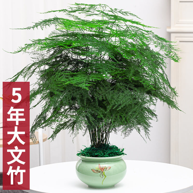 大文竹绿植盆栽室内客厅办公室桌面养护植物美观四季常青花草叶子