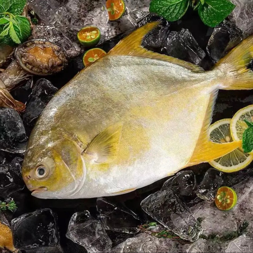 深海捕捞新鲜金鲳鱼 鲳鱼平鱼 （500g/条*4条）