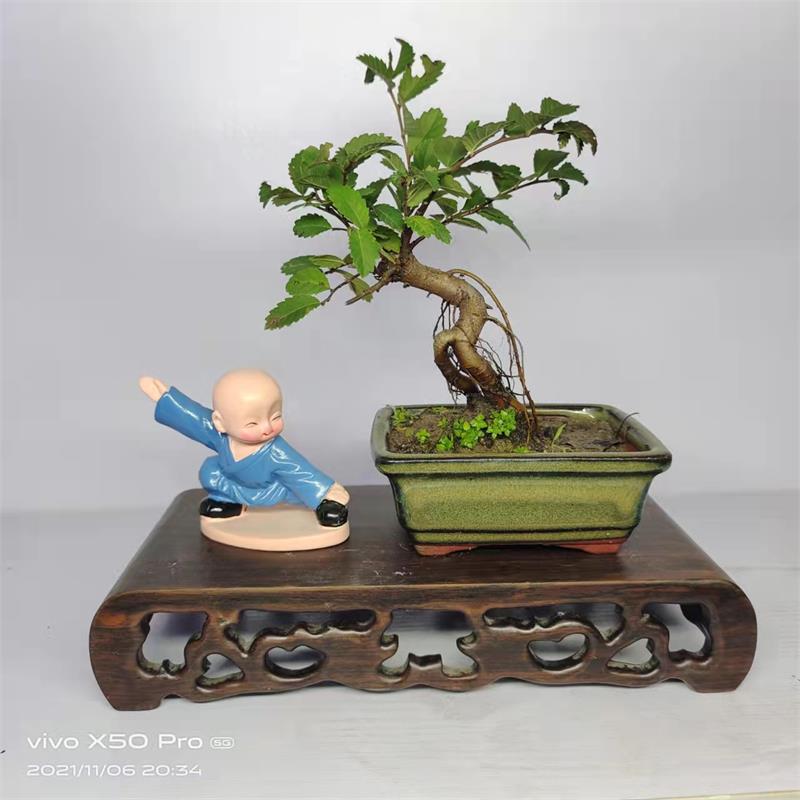 小榆树盆景 微型盆景拇指盆景微景观 趣味盆栽茶几盆栽绿植室内