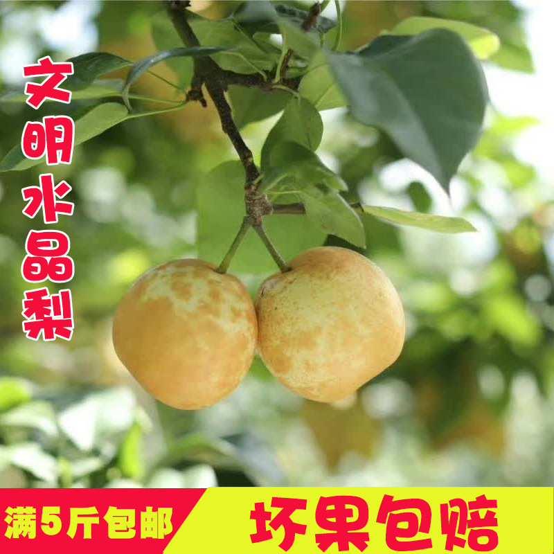 湖南文明水晶梨新鲜水果梨子5斤脆冠梨水晶梨套袋梨子