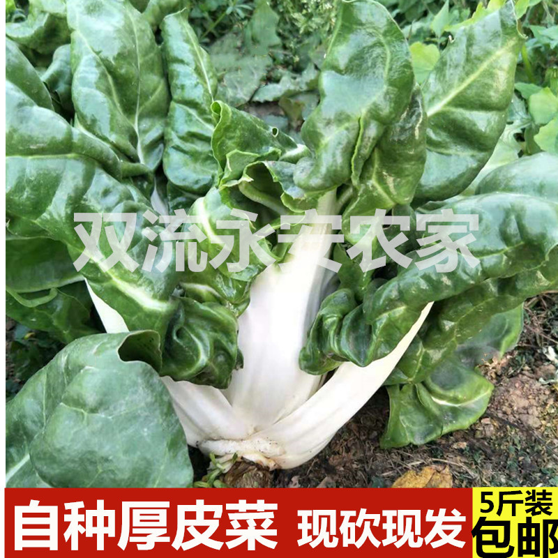 四川牛皮菜新鲜厚皮菜蔬菜瓢儿菜甜菜莙荙菜半年菜整棵发货3/5斤