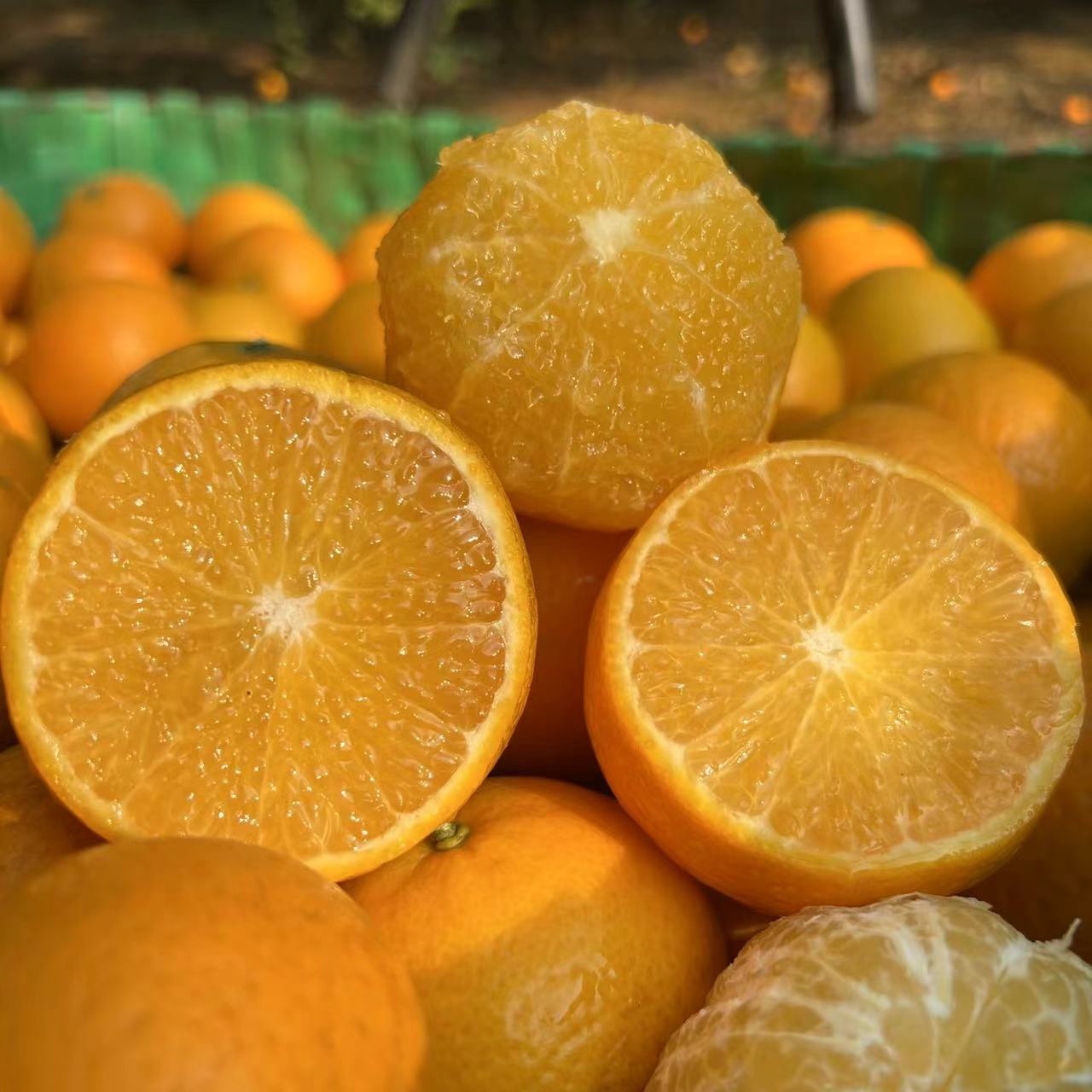 (东三西六保温箱发货)广西田东老树皇帝柑 净重5斤 顺丰快递