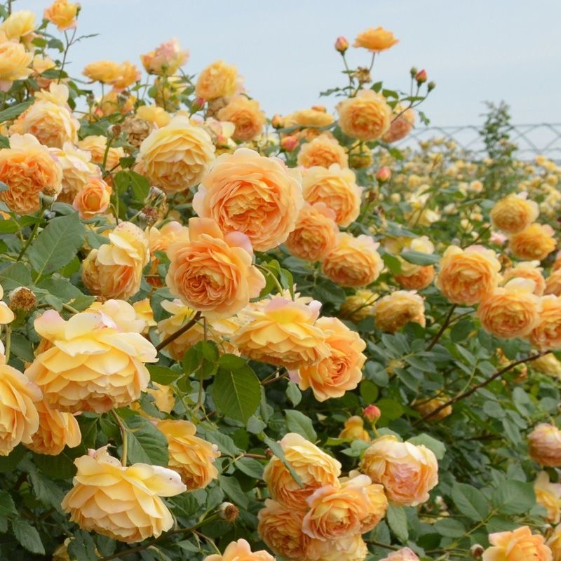 黄金庆典月季浓香大花爬藤月季花苗阳台庭院花园地栽大苗蔷薇花