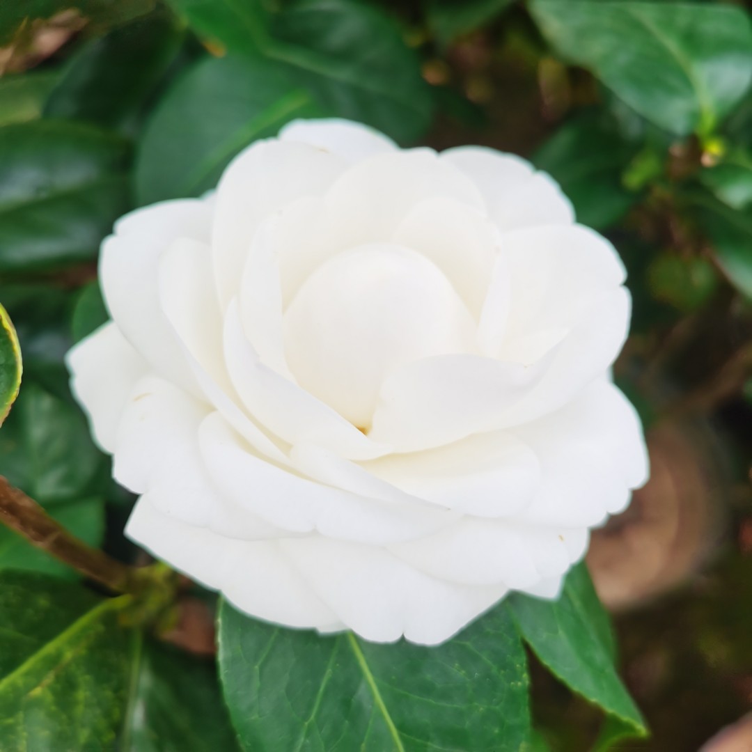 东方亮茶花盆栽苗白色大花型阳台花卉庭院大棵盆景经典水晶白特价