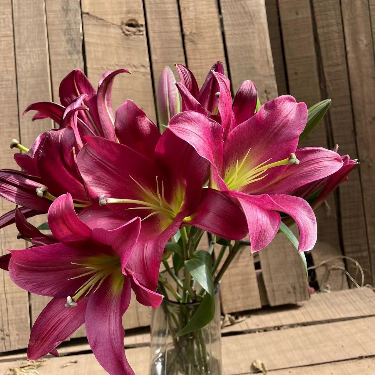 【飞飞甄选】火石香水百合  （地区差异会导致上色不均匀）