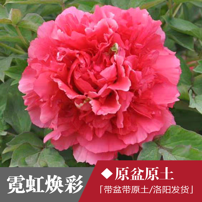 【霓虹幻彩】3加仑中盆（洋色系）3年以上大苗盆栽牡丹 原盆原土