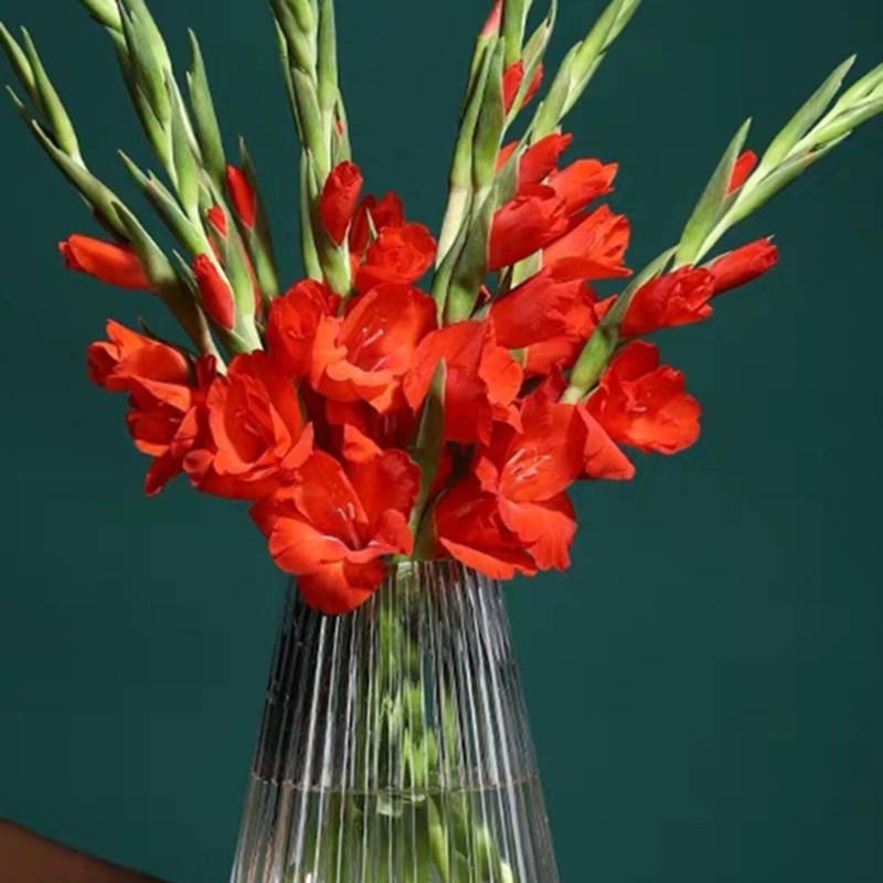 花中圆     剑兰(唐菖蒲) ，步步高升。多色可选。