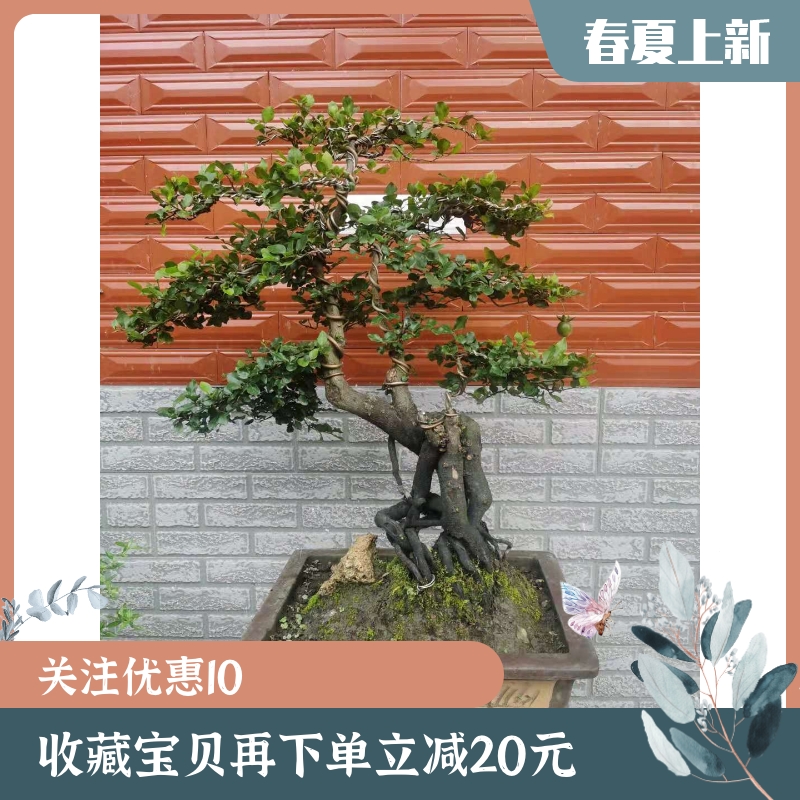 金弹子精品灌木老桩原生母客厅米叶大红果适合阳台小盆栽四季常青