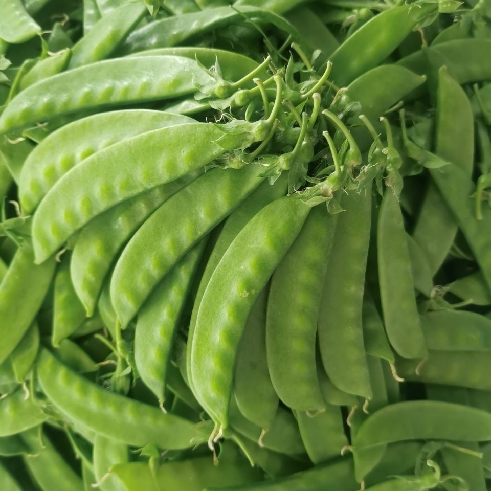 现摘新鲜荷兰豆鲜嫩甜脆青豆荚蔬菜豌豆角农家扁豌豆甜豆现摘现发