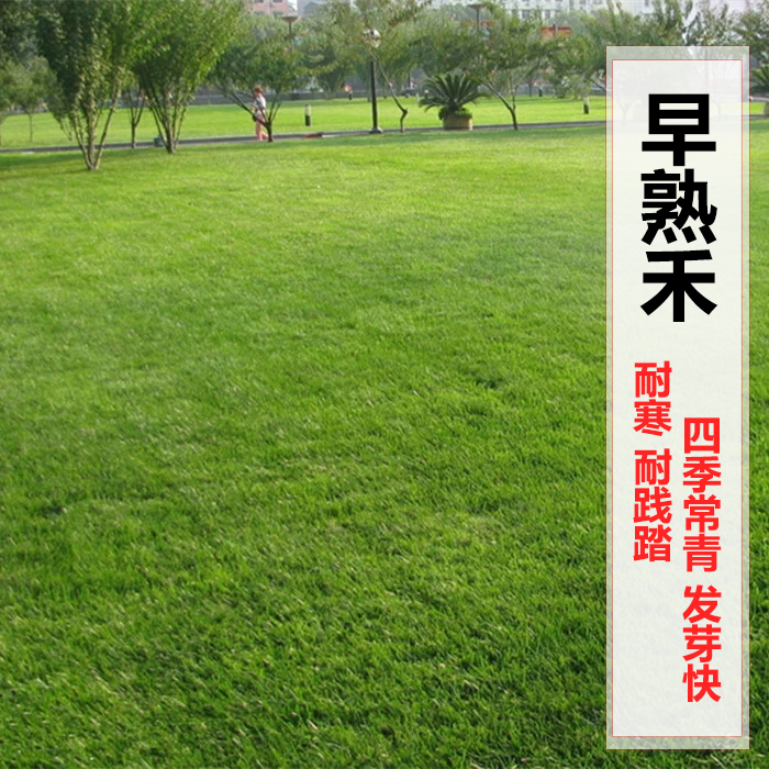 凤鸣雅世草坪种子早熟禾黑麦草紫花苜蓿红三叶四季常青护坡草种子