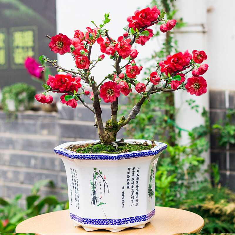 长寿冠  开花正红色 复瓣花大 土球发货 海棠盆栽（一物一拍）