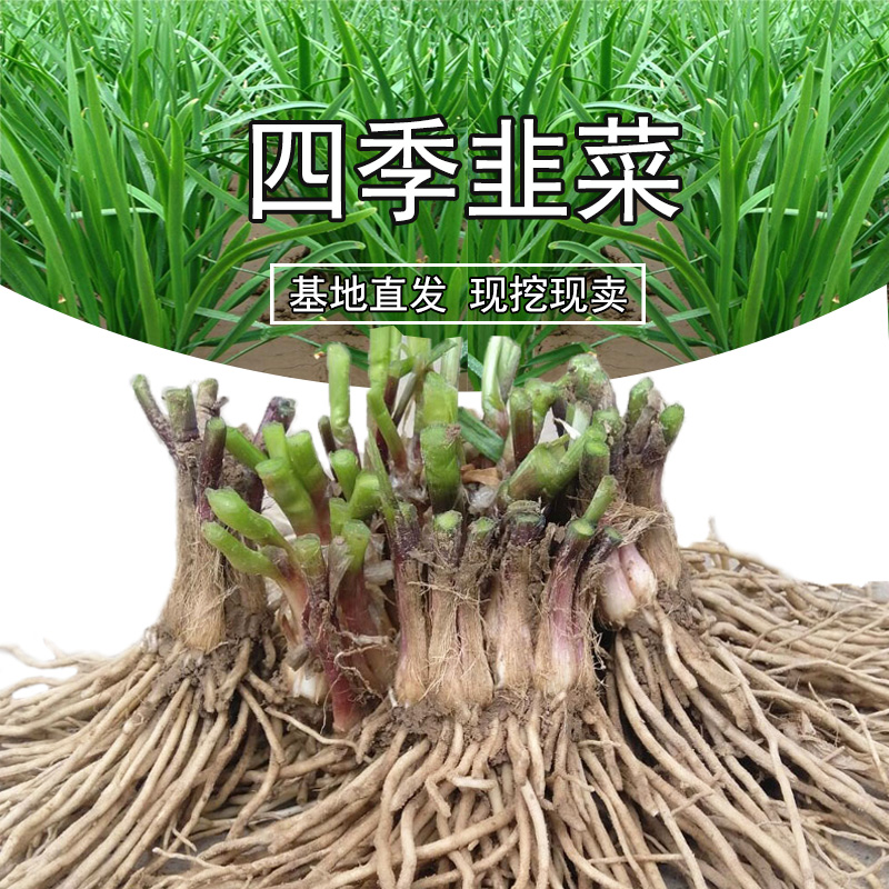 现挖宽叶紫根韭菜根室内阳台四季可种蔬菜盆栽绿植
