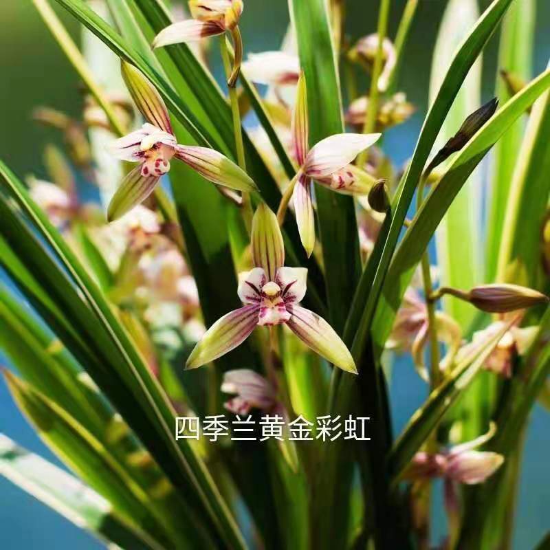 黄金彩虹 建兰四季兰浓香型