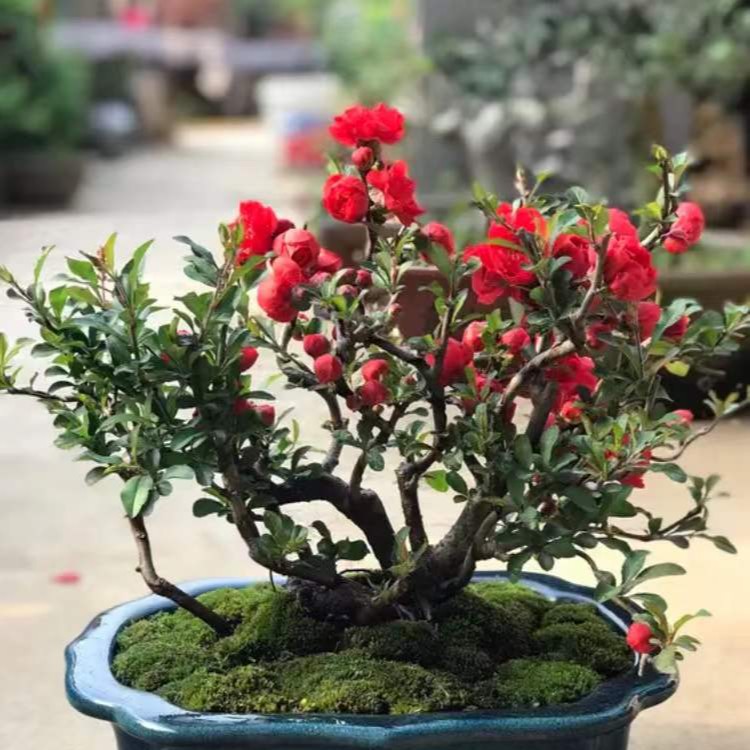 海棠老桩 一物一拍