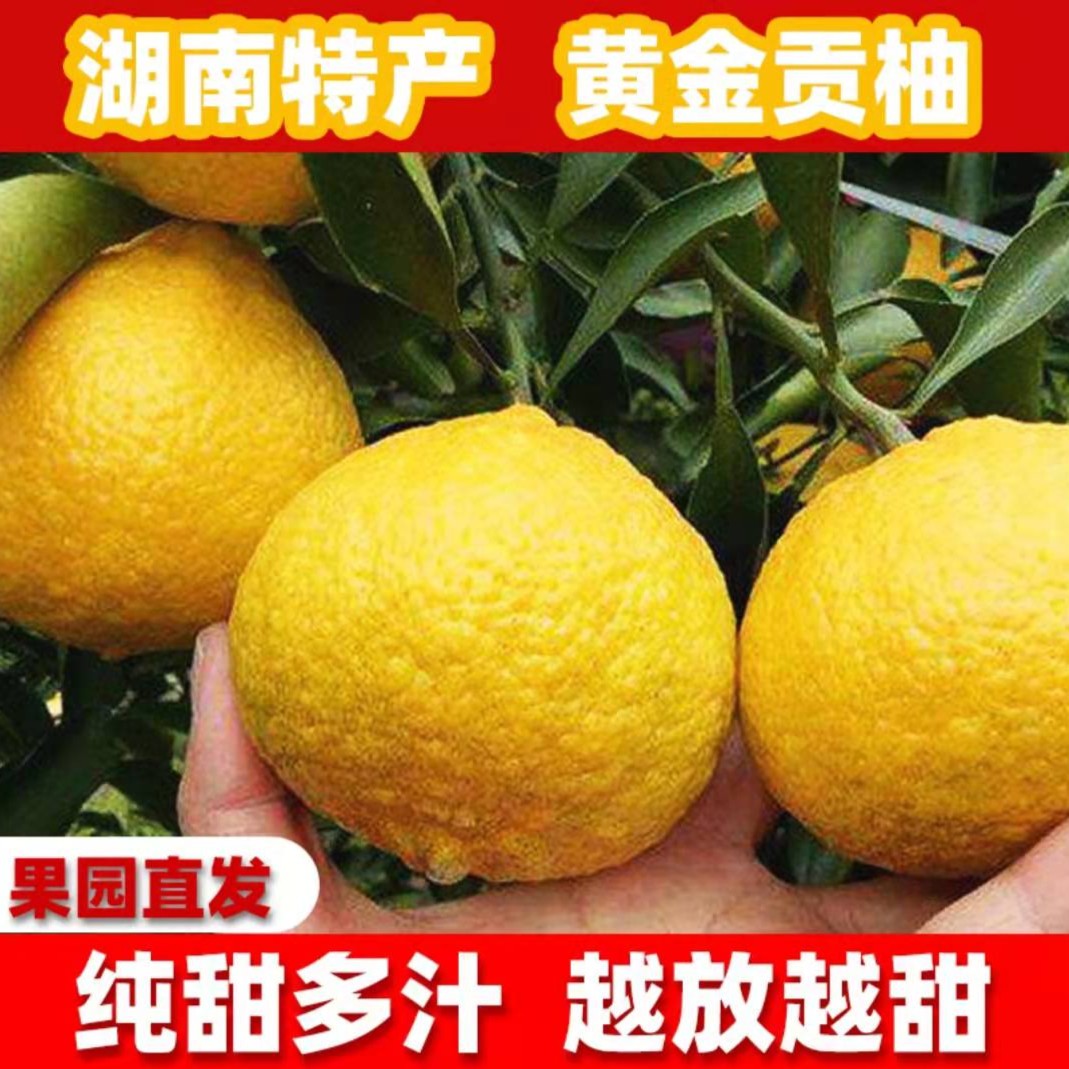 湖南怀化黄金贡柚应季新鲜水果纯甜多汁果园直发香甜无酸5/9斤