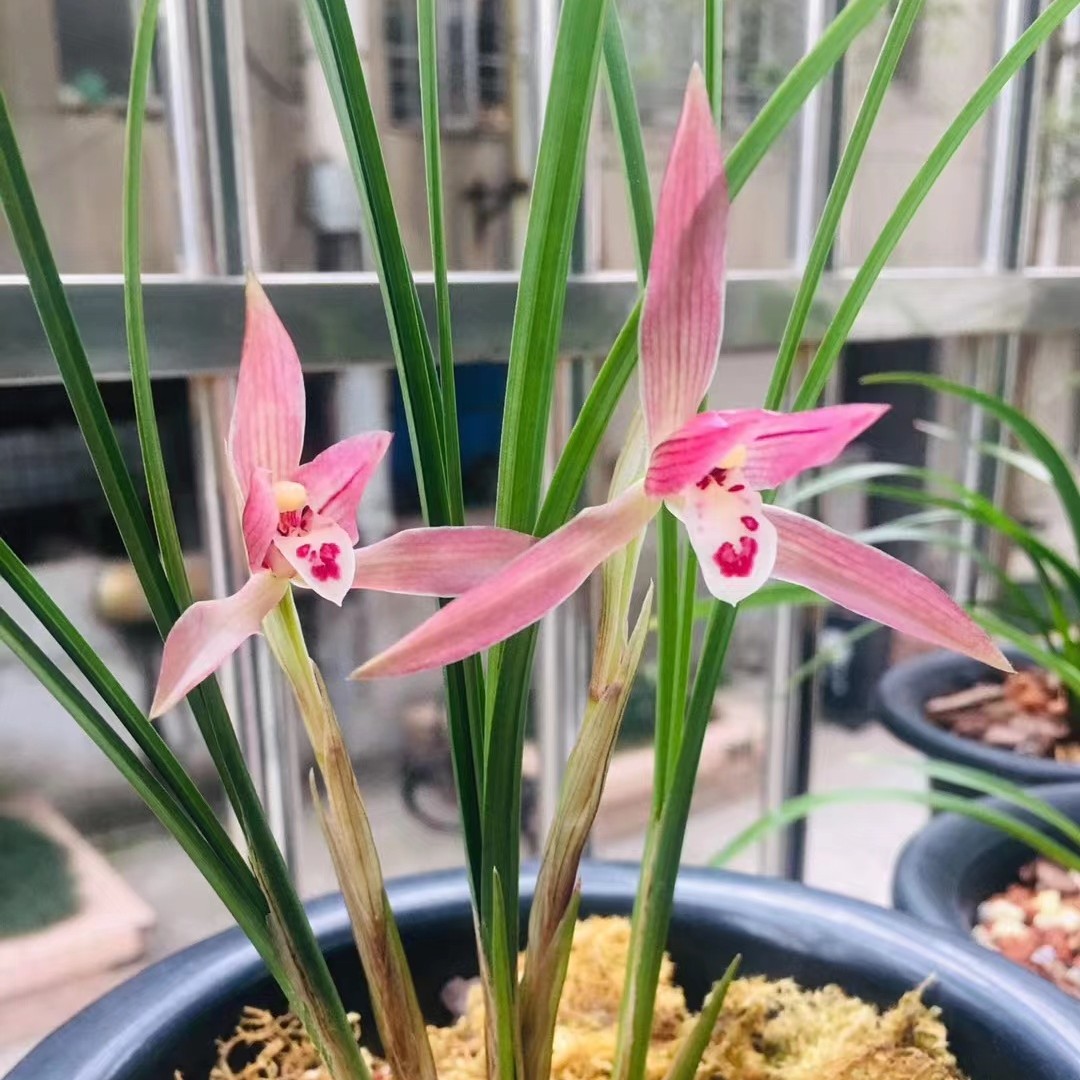  春天开花莲瓣细叶红豆 2-4苗