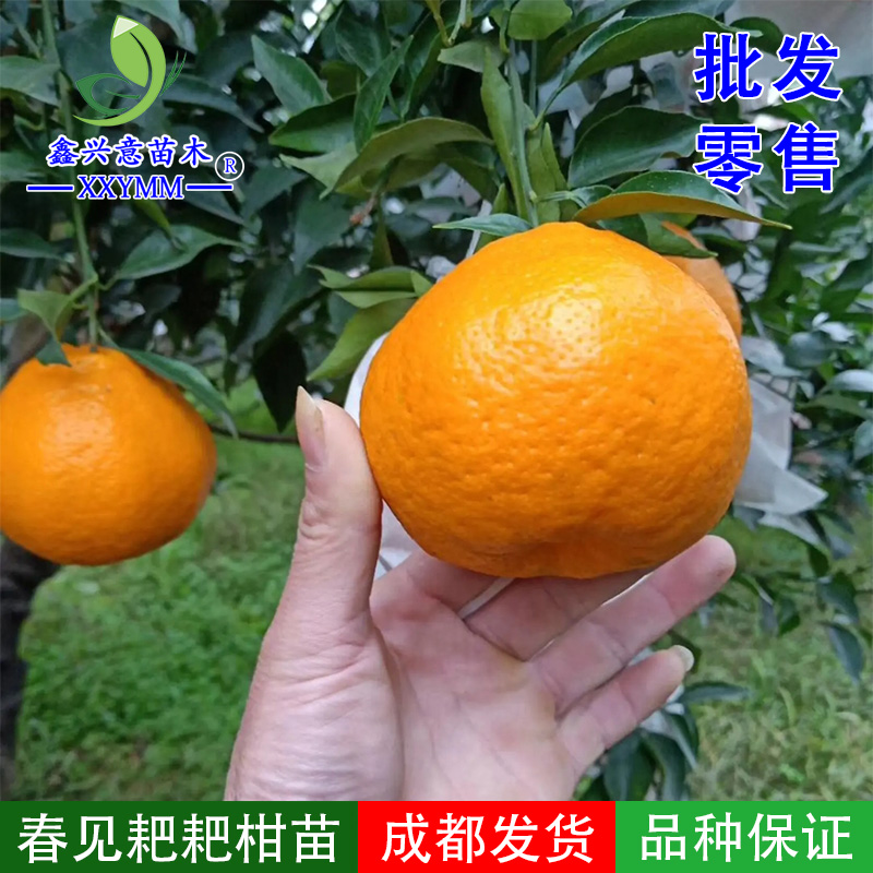  耙耙柑树苗春见树苗春见苗嫁接柑桔苗四川嫁接柑橘苗热销果树苗