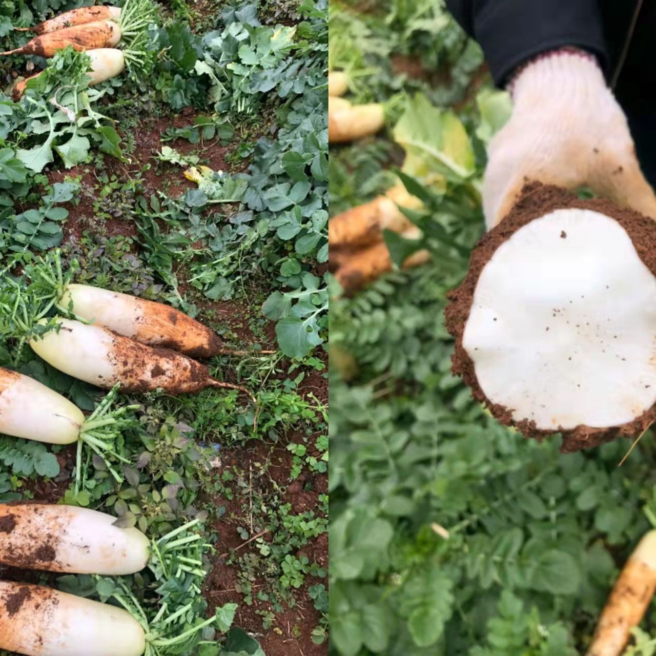 长寿之乡连州高山萝卜黄沙泥土种植5斤/10斤