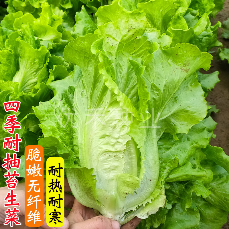 意大利生菜种子四季播耐抽苔生菜种籽阳台室内盆栽菜园蔬菜种子