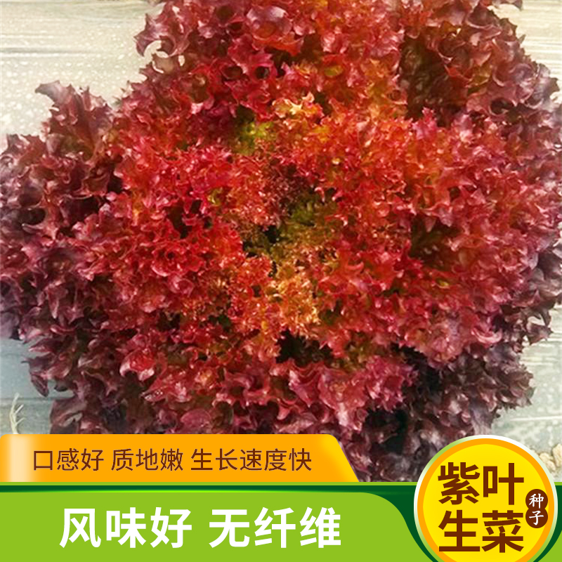 紫叶生菜种子四季阳台盆栽红皱叶橡叶生菜生吃春秋沙拉蔬菜种籽孑