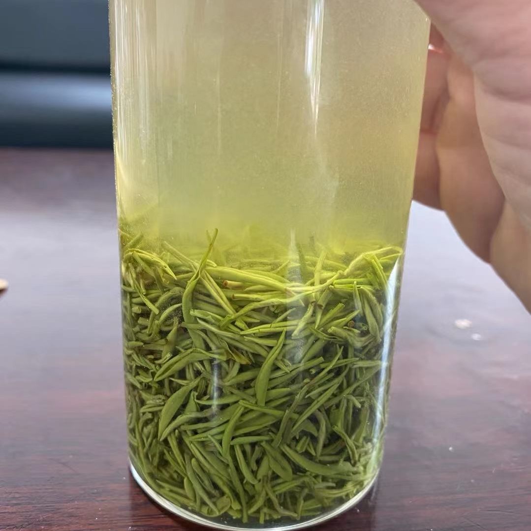 新茶信阳毛尖明前小芽