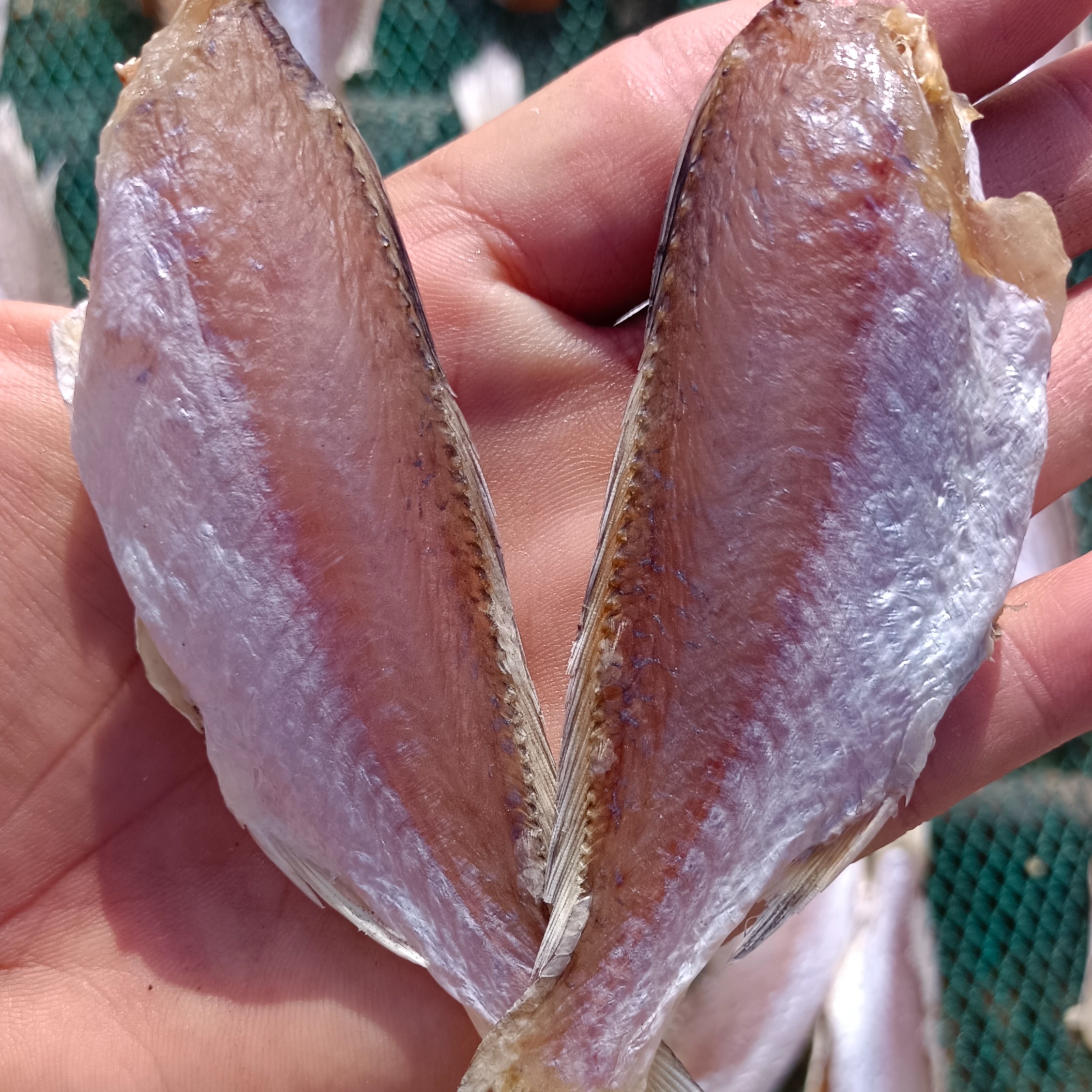 三亚港门野生海捕半干小黄鱼海鱼2斤起顺丰包顺(注意:不是鱼干)