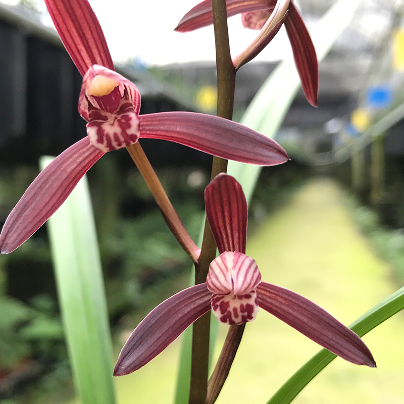 兰心园 兰花 一物一拍 请备注拍品