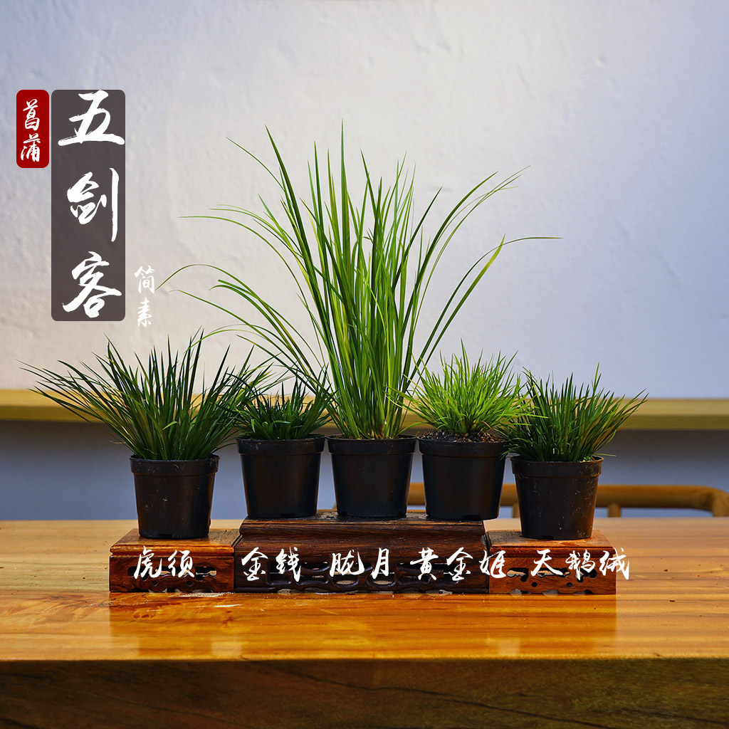 菖蒲五剑客苔藓球五件套文房雅趣国学风文人雅士喜爱创意迷你绿植