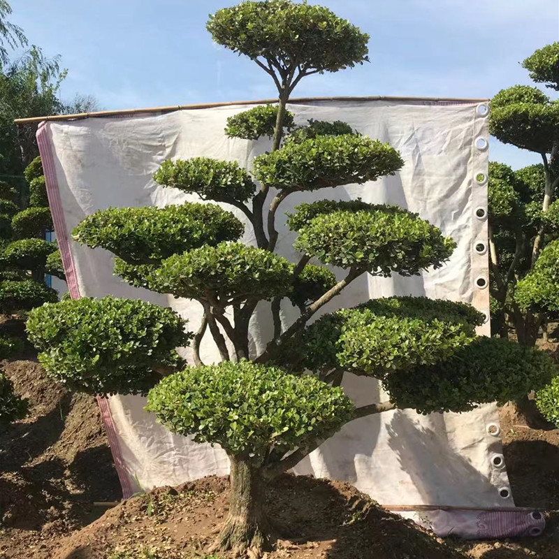 直播专用 黄杨盆景瓜子黄杨造型树
