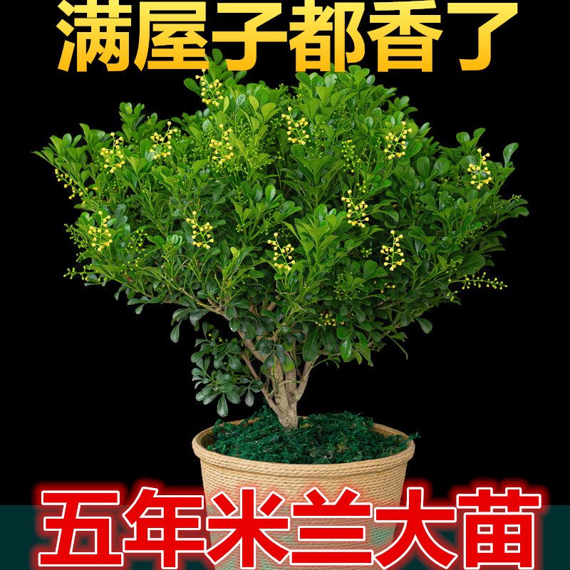 米兰花盆栽花卉老桩植物室外阳台庭院四季常绿开花美观易活芳香花