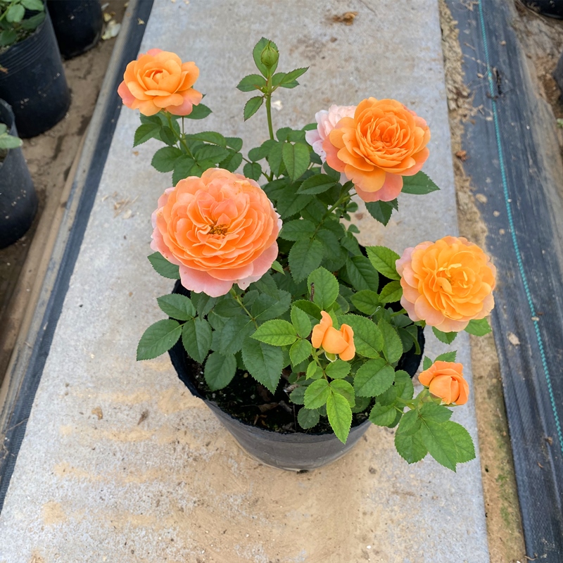 灌木月季中苗果汁阳台盆栽阳台四季开花浓香花卉