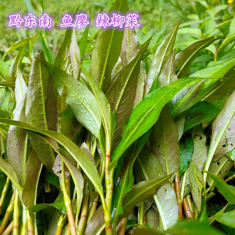 贵州特产鱼廖新鲜蔬菜辣柳菜榕江从江烧鱼香料鱼香菜香柳苗三两起