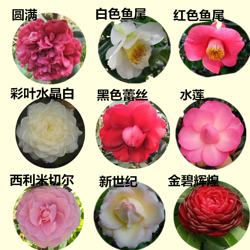 福建茶花苗花卉盆栽龙火珠十八学士五色赤丹正黄旗等1-2年苗包邮