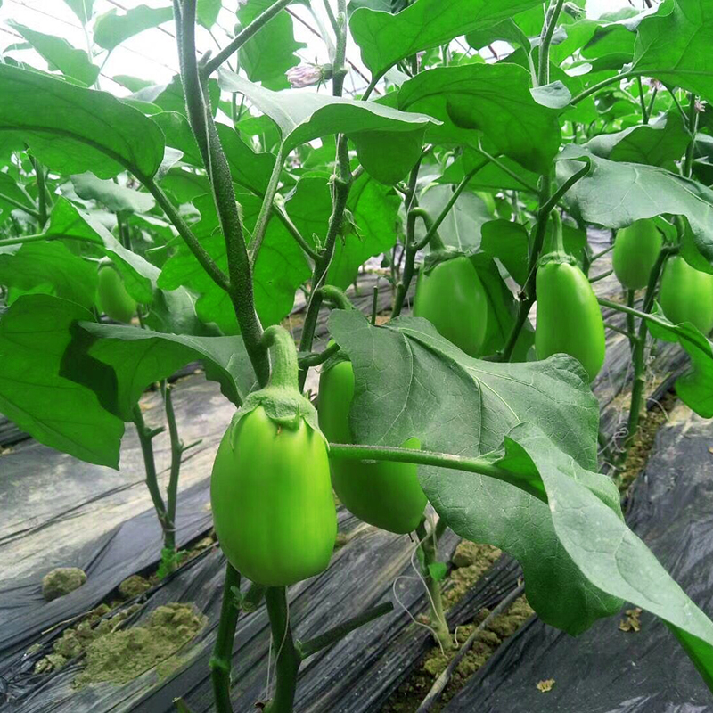 青茄子随州特产本地茄子农家自种蔬菜五斤包邮