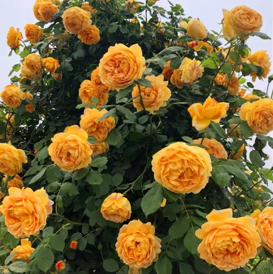 【顺丰包邮】黄金庆典藤本月季盆栽花苗庭院爬藤大花浓香丰花抗病