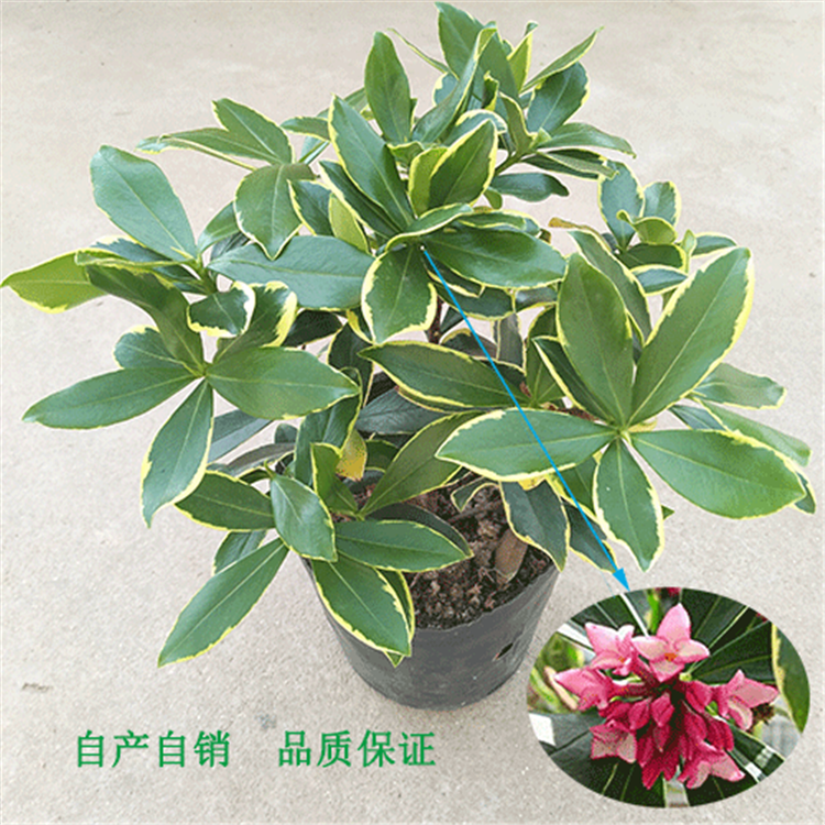 浓香金边瑞香花盆栽栽培绿植美观包邮大苗年宵