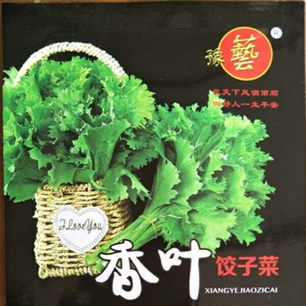豫艺香叶饺子菜种子  特色青菜 包饺子烫火锅专用