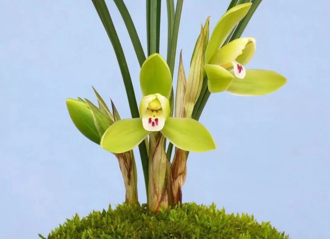 春兰水仙瓣～龙字（90/1苗～3苗起售）