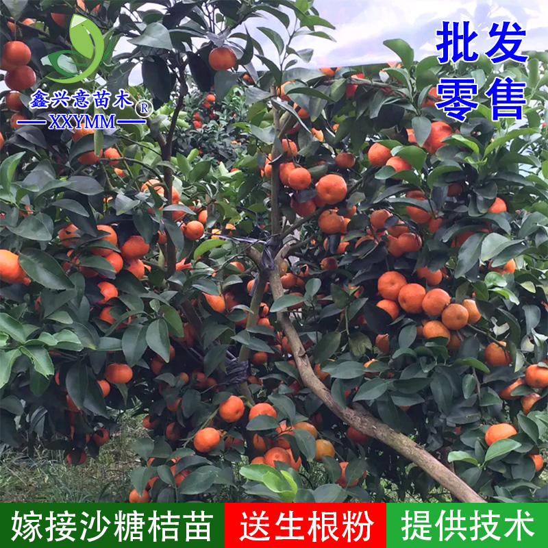 沙糖桔子树苗嫁接柑橘砂糖橘子树苗盆栽果树苗绿植盆景果树植物