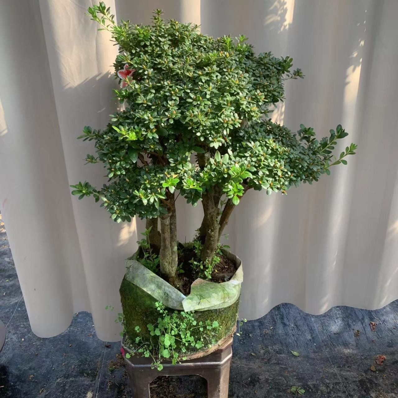 紫花杜鹃 映山红老桩 嫁接丹东比利时西洋杜鹃花名贵庭院绿植盆景