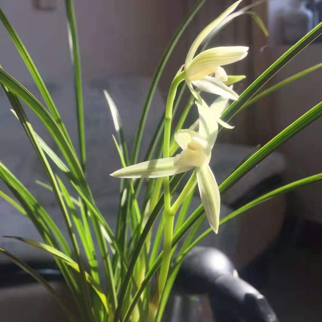 莲瓣兰小雪素20一苗，5苗起拍包邮，有花包优先带花包发货，圆通快递