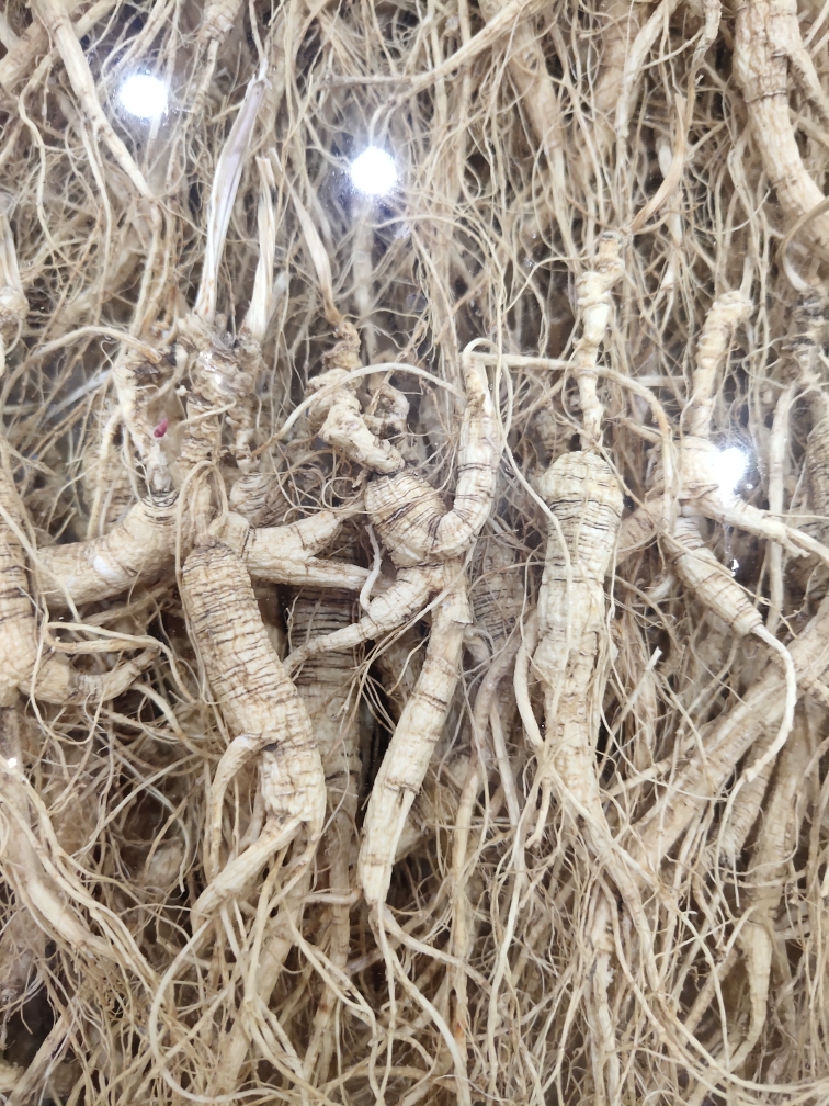 长白山林下干参，50克起售