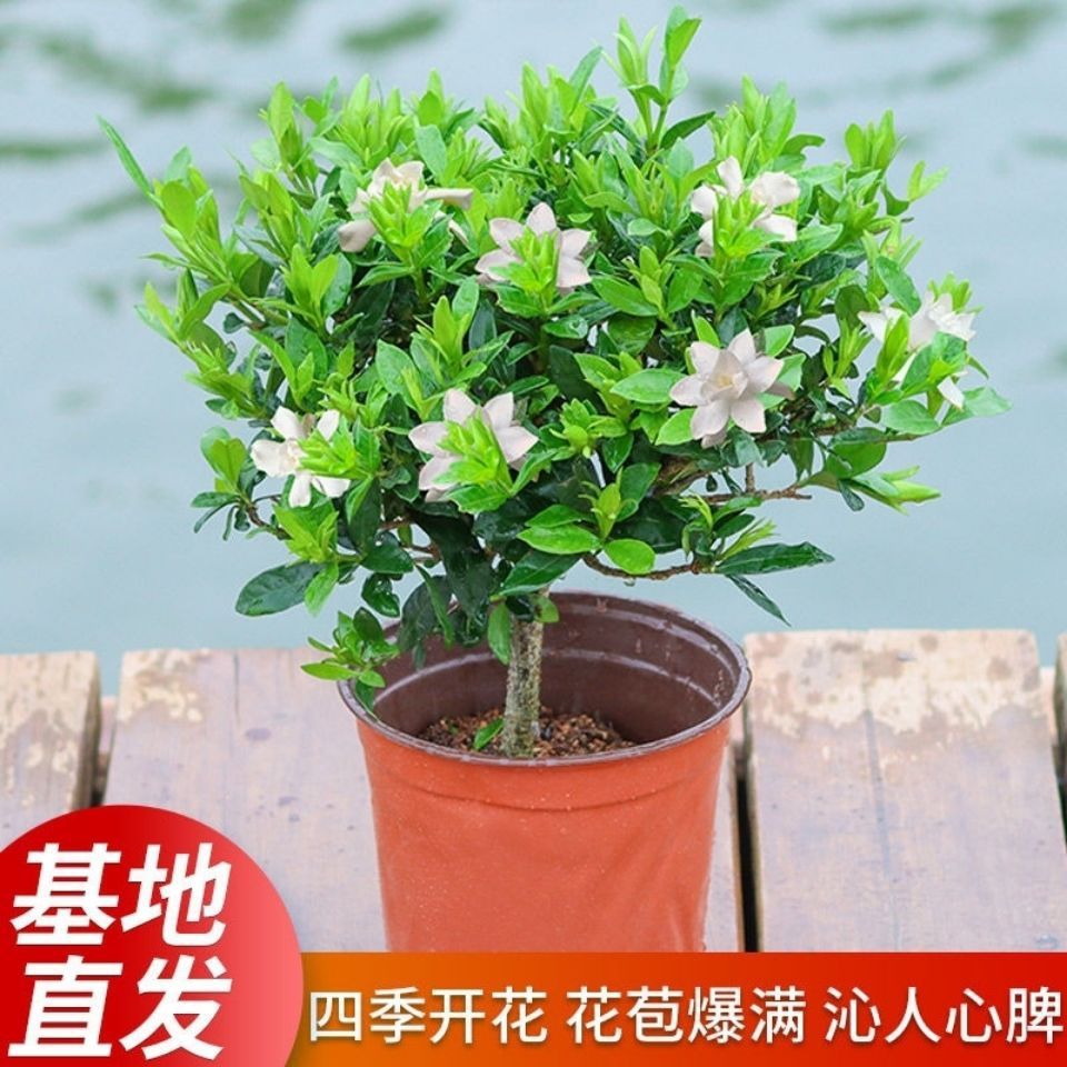 小叶栀子花 带花苞 独干棒棒糖型的